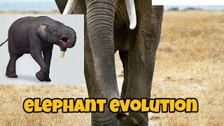 elephant evolution /adventure science