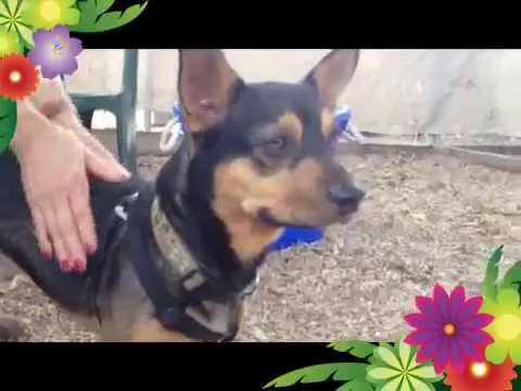 dog adoption mauritius Alex - ADOPTED!
