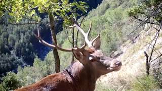 Impressionnant brâme du cerf  sept oct 2019 au piège vidéo