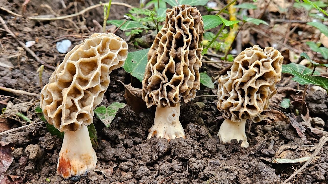 Morilles 2024 🥰 ! Bon début de pousse du 6/04/2024 .