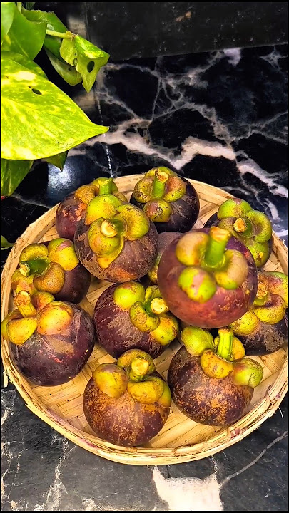 Mangosteen fruits | Favorite  fruit | මැංගුස් කන්න එන්ඩෝ 👌👌 #shorts #youtubeshorts #viral #trending