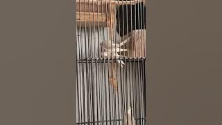 Pancingan Burung Falk Agar Birahi Kawin