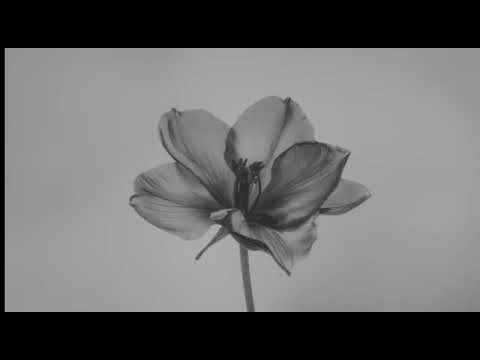 Everything Is Romantic Remix Fall In Love Again Copyrightfree