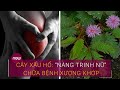 Cây xấu hổ: "Nàng trinh nữ" chữa bệnh xương khớp | VTC Now