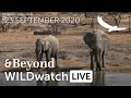 WILDwatch Live | 23 September 2020 | Morning Safari | Africa