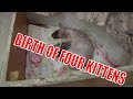 Самое трогательное видео о рождении четырёх котят Окот Роды сфинксов Memory (Cats)  Sarah Brightman