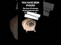 YOU HAVE BEEN PUGGED #funnyshorts #trend #animation