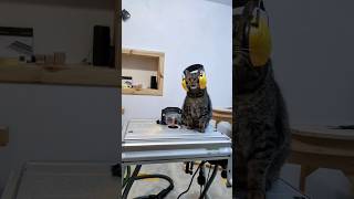 Woodboard making router festool woodworking woodworker routerbits dilna cms carpenter  cat