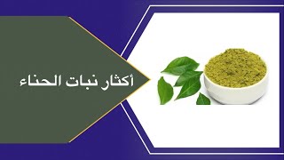 اكثار شجرة الحناء Lawsonia inermis بالعقل بطريقة سهله وبسيطه