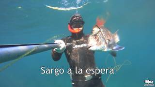 Pesca Submarina "Sargo a la espera"