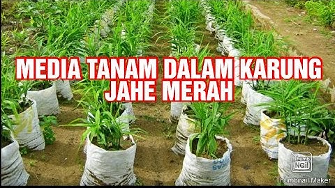 MEDIA TANAM JAHE MERAH DALAM KARUNG (SEKAM,KOHE,CHOCOVIT,SERUTAN KAYU & SISA PEMBAKARAN