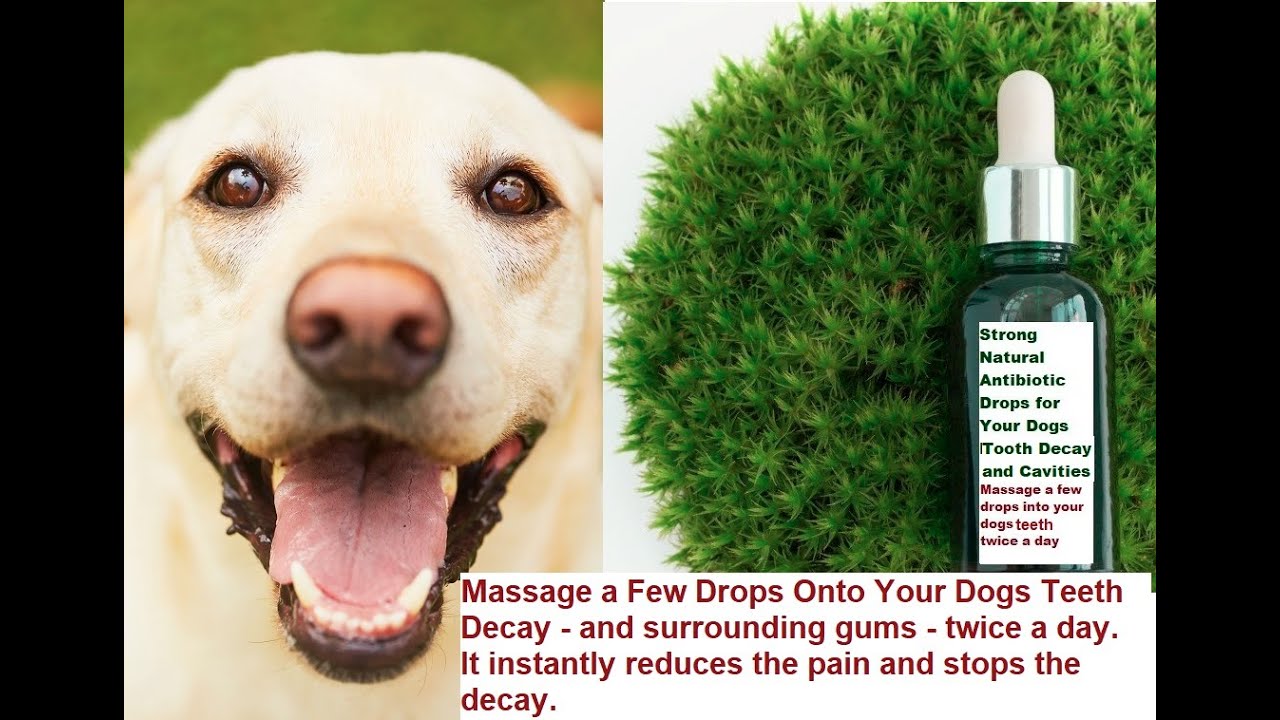How to Reverse Dog Tooth Decay Instant Pain Relief YouTube