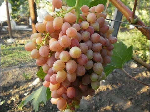 Видео: Рошфор е трапезно грозде. Описание, размножаване чрез резници