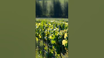 Grapes.2024.Grape #fruits #wine #grapegrowing #grapeharvest #fruit #grape #farming #grapevine