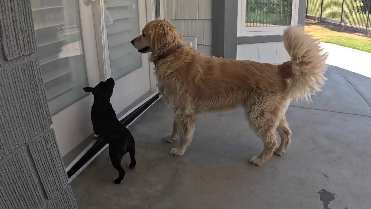 Lost Elderly Golden Retriever Meets Our "Scary" Dogs 😂 Part 2