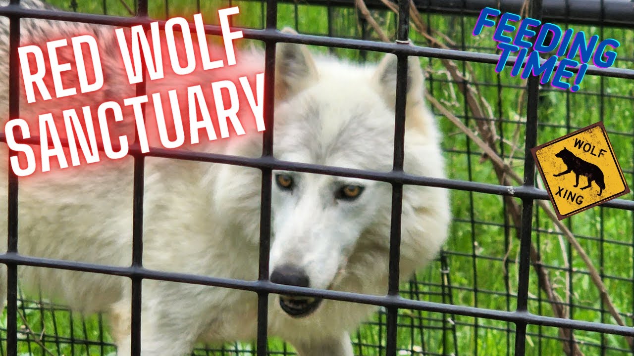 Red Wolf Sanctuary Rising Sun Indiana YouTube