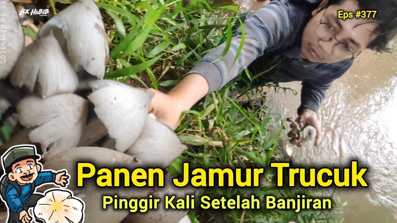 Tak Terduga Nemu Jamur Trucuk Pinggir Kali Setelah Banjir Eps #377