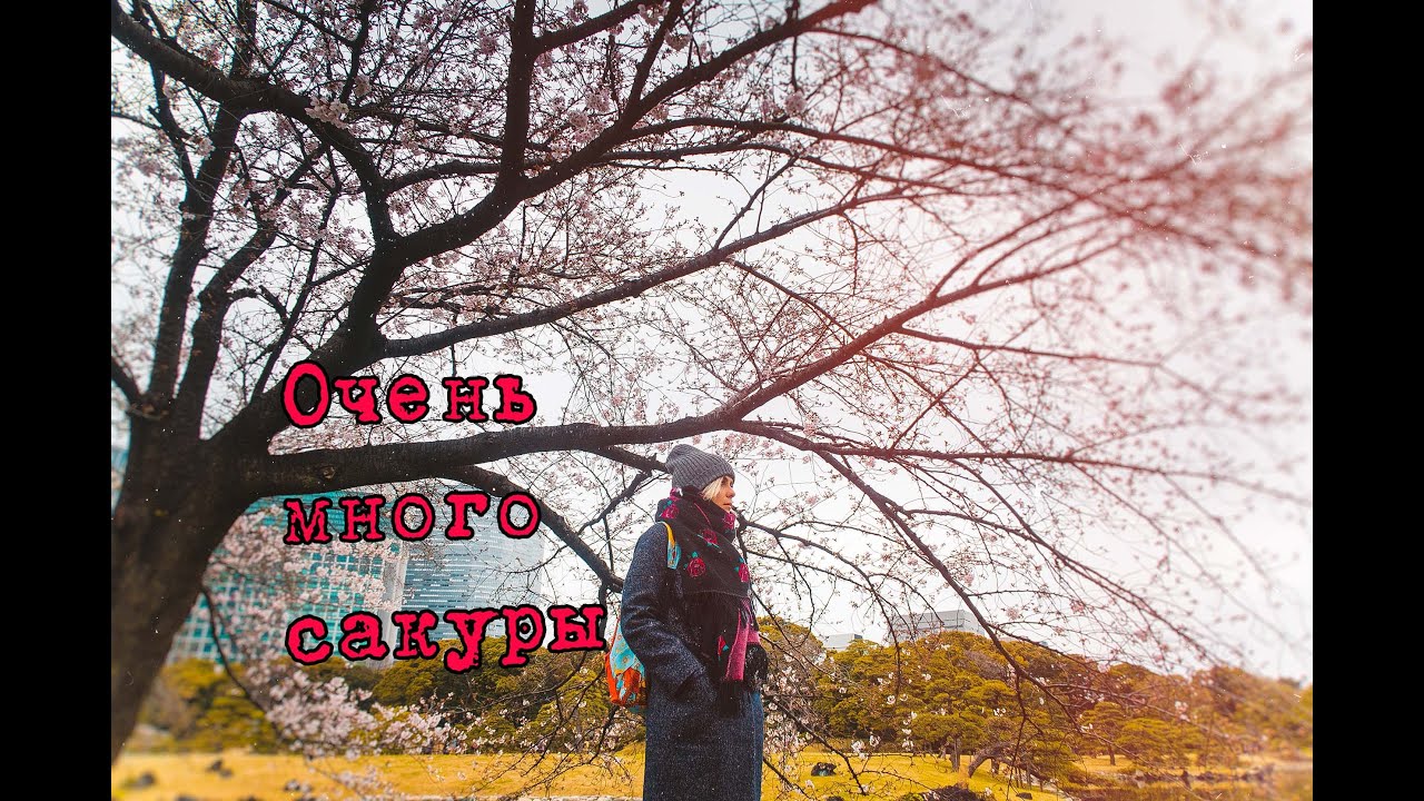 Где любоваться сакурой в Токио?