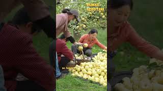Download Lagu Panen Buah Pear Modern di China MP3 Download Lagu Panen Buah Pear Modern di China MP3