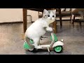 TAHAN TAWA..!🤣 4 Menit Video Kucing Lucu Pintar Bikin Ngakak  ~ Kucing Lucu Tiktok 2023