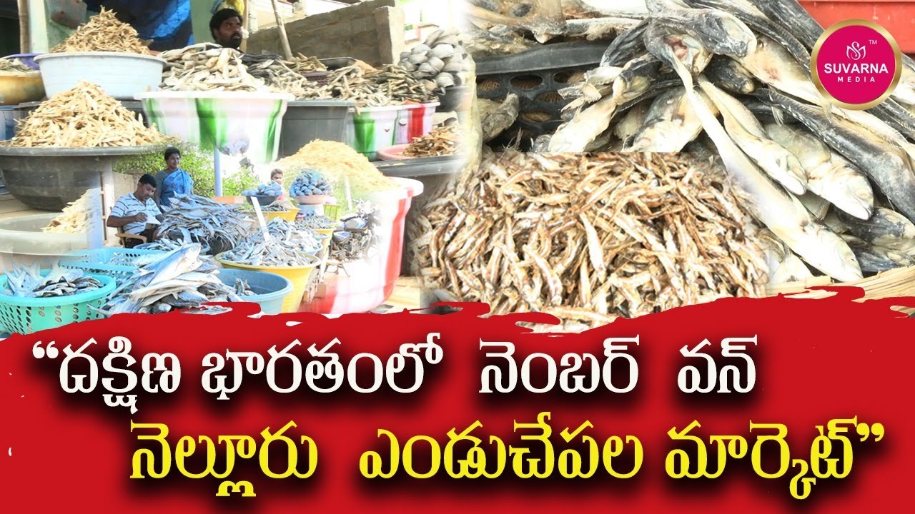 దక్షిణ భారతంలో  నెంబర్  వన్ నెల్లూరు  ఎండు చేపల మార్కెట్ | Nellore Dry Fish Market | Suvarna media