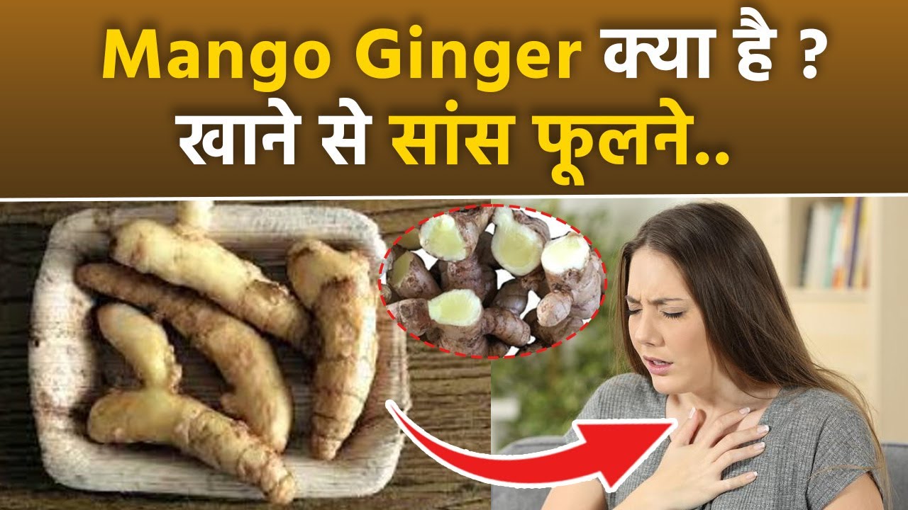 Mango Ginger Kya Hota Hai मैंगो जिंजर क्या होता है Mango Ginger