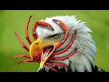 Here’s Why Eagles Are Afraid Of Crabs
