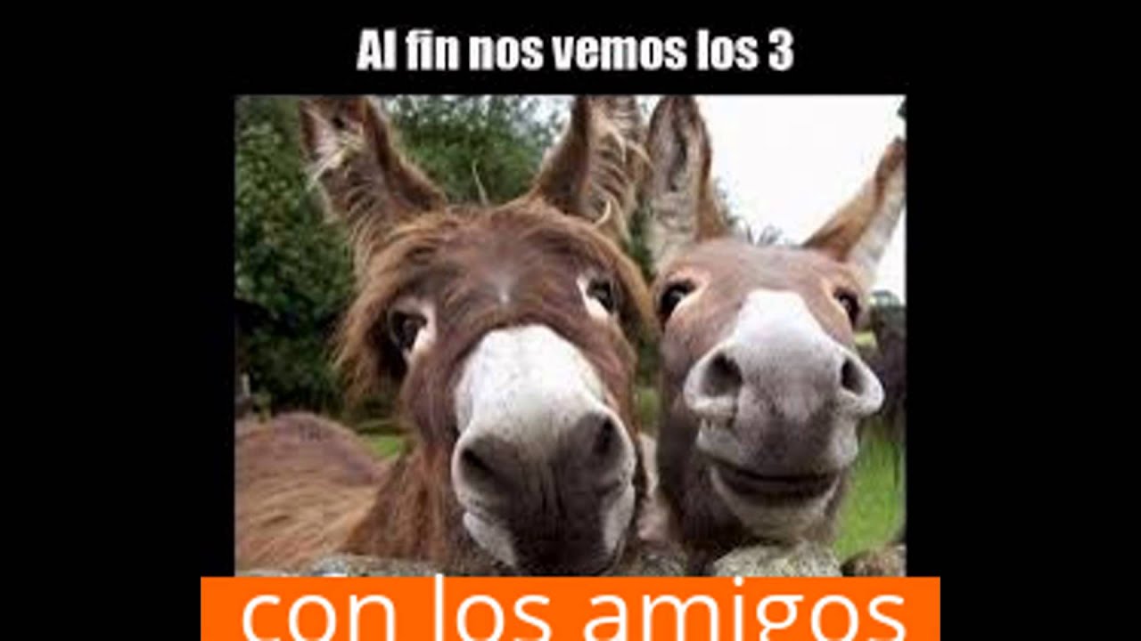 video editing software free JAJAJAJA RIETE CON ESTE VIDEO