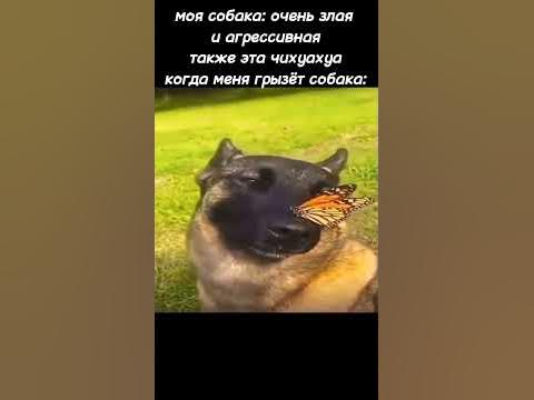 мем с собакой - YouTube