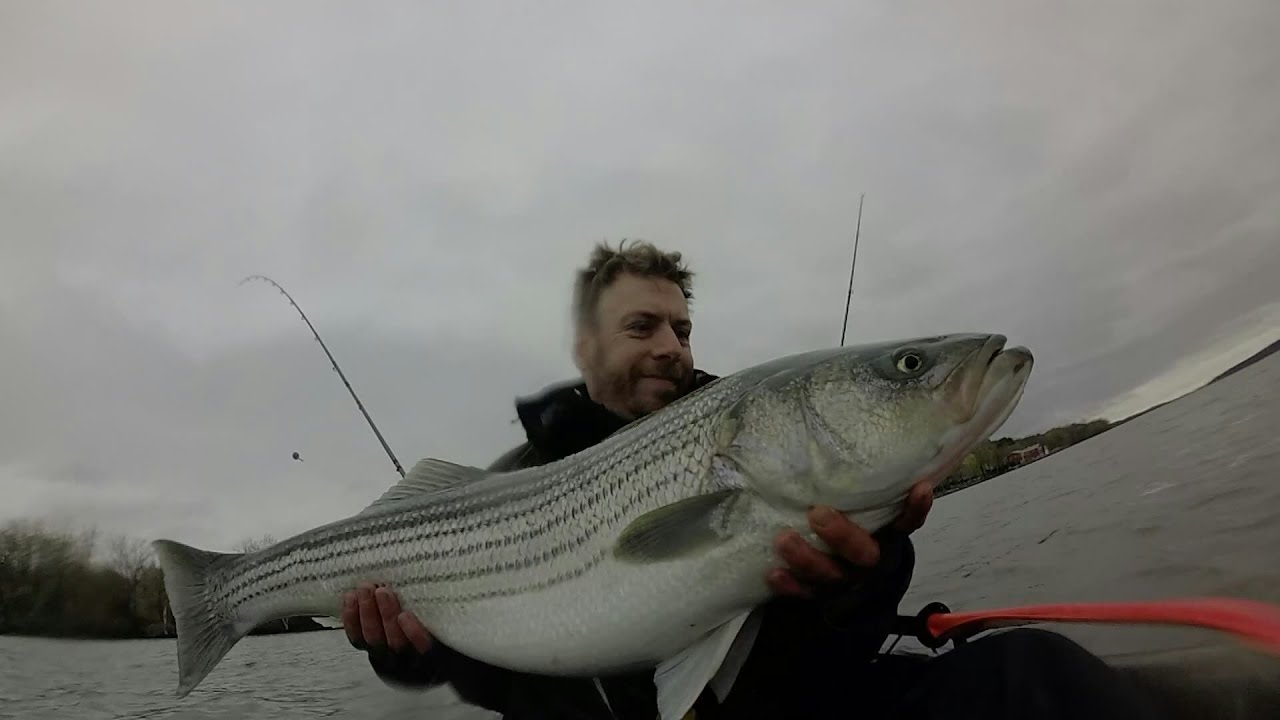 Nice fight 37" striper kayak fishing Hudson river ny YouTube