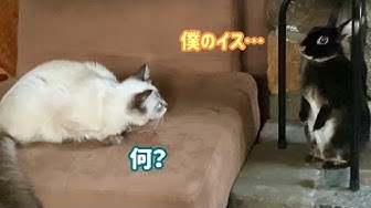 アメリカを旅する猫 Youtube