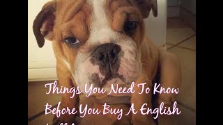 Things you need to know before you buy a English Bulldog Things you need to know before you buy a English Bulldog