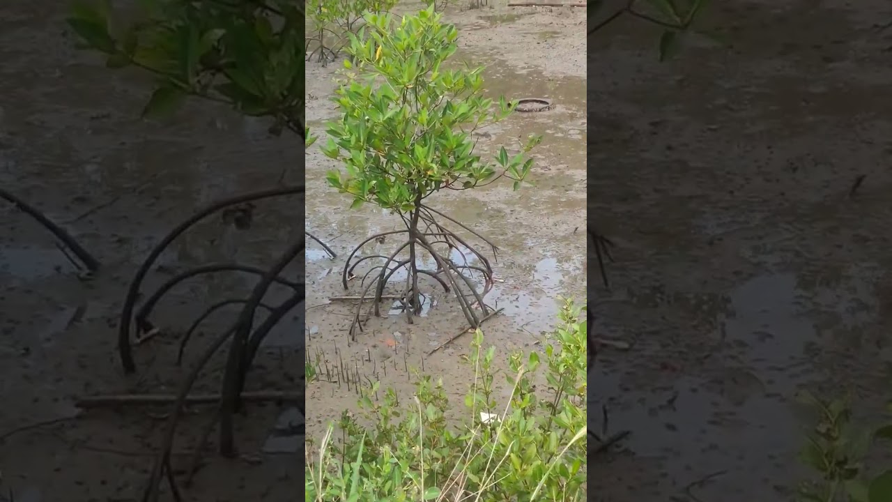 #Mangrovetree