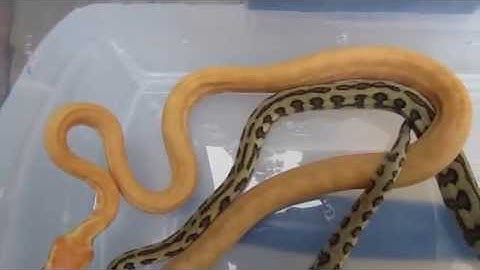 My carpet python collection so far.