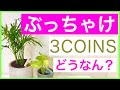 【ぶっちゃけレビュー】スリーコインズの観葉植物【正直な感想】