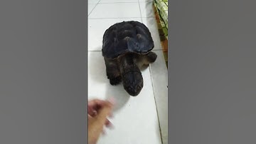 Rùa common snapping thuần