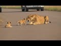 SOUTH AFRICA lioness brings her cubs safely to the den (Kruger National Park)