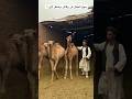 سوق الجمال فى برقاش بيشتغل ازاى ٦٠شو مع الدكتور حاتم ستين