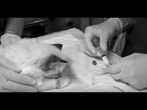 Video: Anestesia Obbligatoria Per Tutte Le Procedure Odontoiatriche Per Animali Domestici