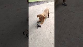 #lovepuppy #puppy #cutepuppy #funny #shortvideo