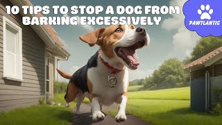 10 TIPS to STOP a DOG FROM BARKING Excessively | Dog Tips by Vibeza - Paw 9 views 8 months ago 4 minutes, 17 seconds
