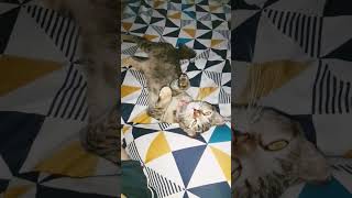 #persianpuspin #shorts #luna #catmassage #clingy #cat
