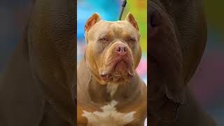 pitbull vs Kangal ¿Quién es el mas poderoso? #perro #elmaspoderoso #pitbull