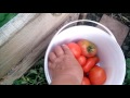 Опрыскивание томатов от бурой гнили фитосспорином.