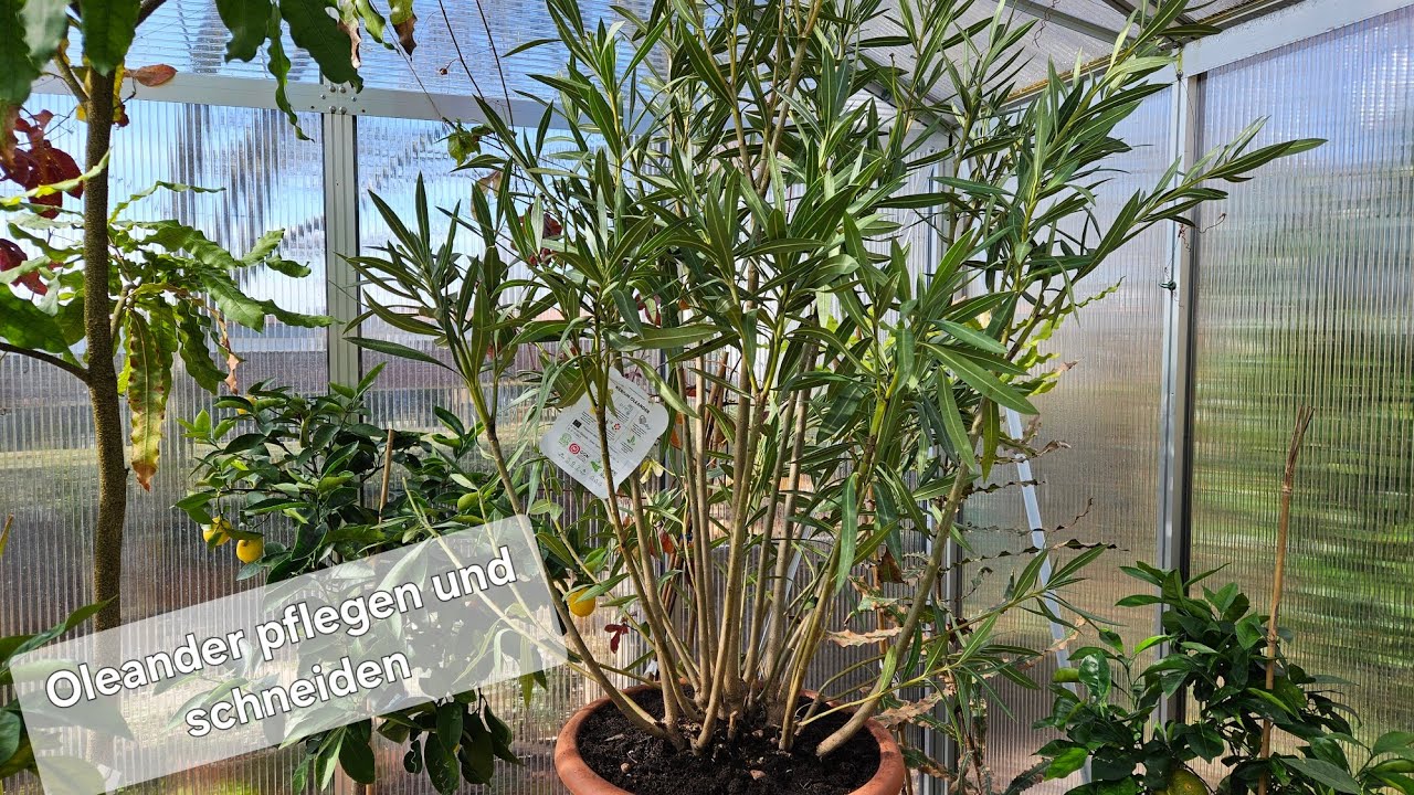 Oleander im Frühjahr richtig düngen und gießen