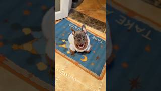 Why is your dog following you everywhere 🤔 #animallife  #dogfacts #pets #animallovers #dogshorts