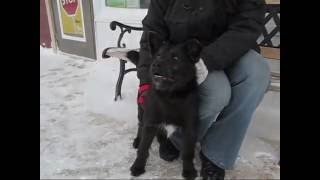 Cute Husky Dog For Adoption Chien Tinka ...