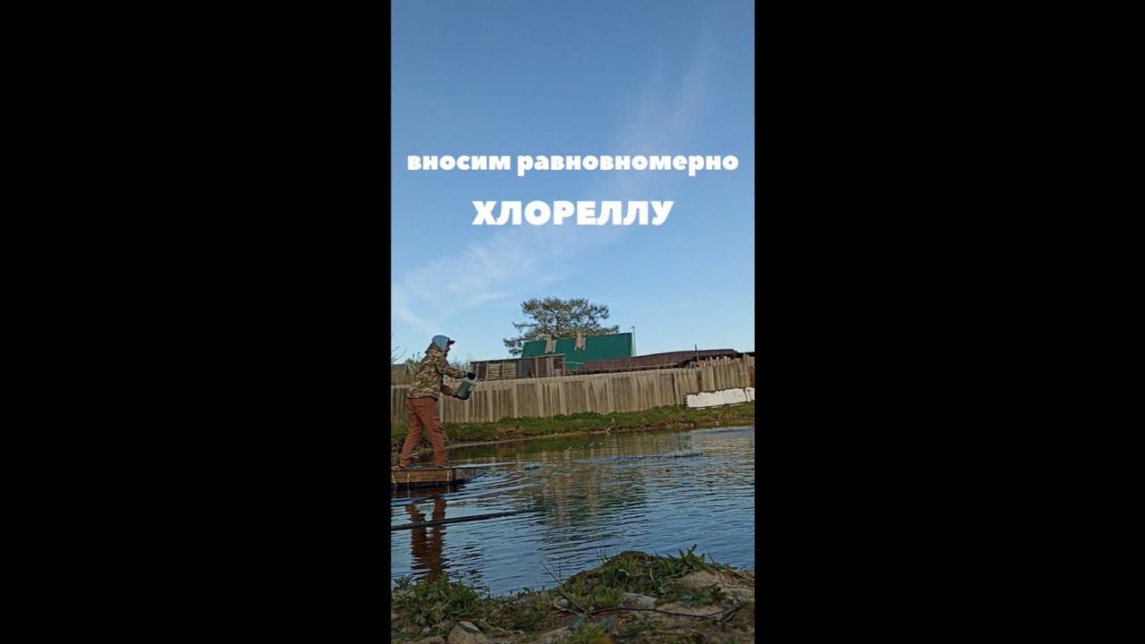 Восстановление дачного пруда часть №3/Внесение хлореллы, альготек ...