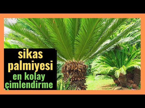 Video: Cüce Palmiye Yetiştiriciliği - Cüce Hurma Ağacı Bakımı