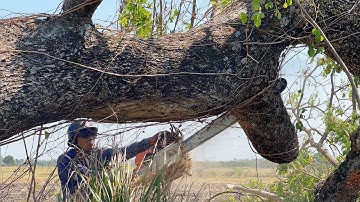 Blackened … Cut down 2 decades old trembesi trees‼️